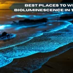 5 Best Places To See Bioluminescence In The World