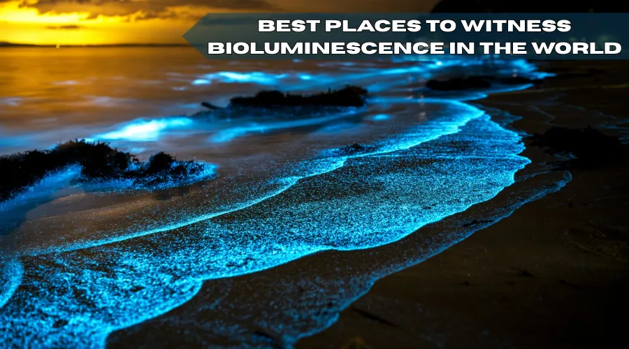 5 Best Places To See Bioluminescence In The World