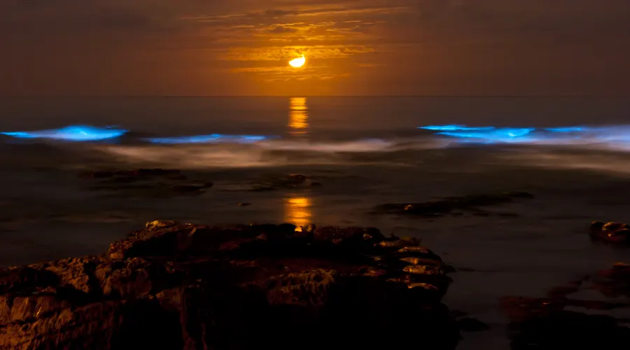 Best Places To See Bioluminescence In The World
