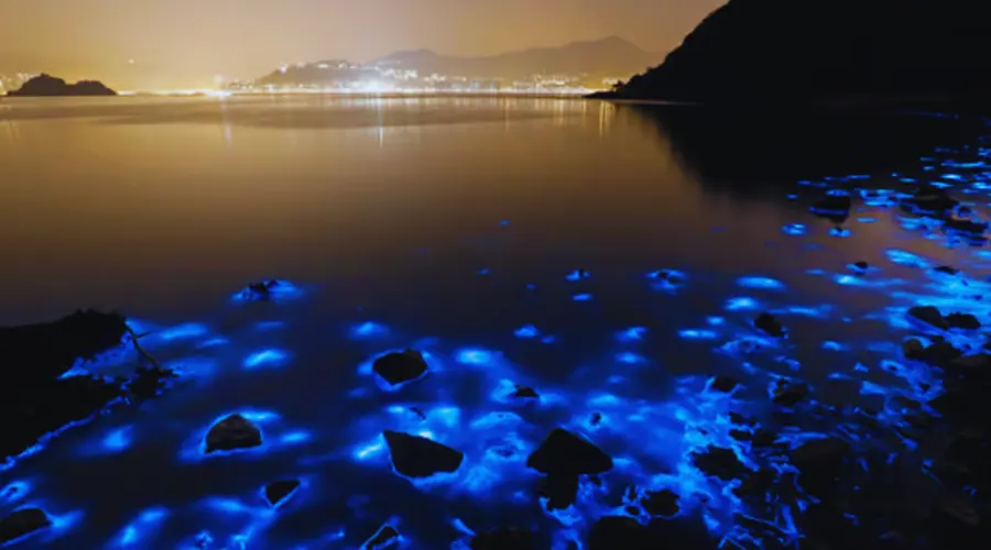 Best Places To See Bioluminescence In The World