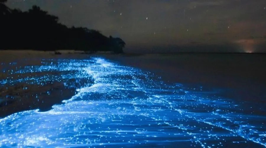 Best Places To See Bioluminescence In The World