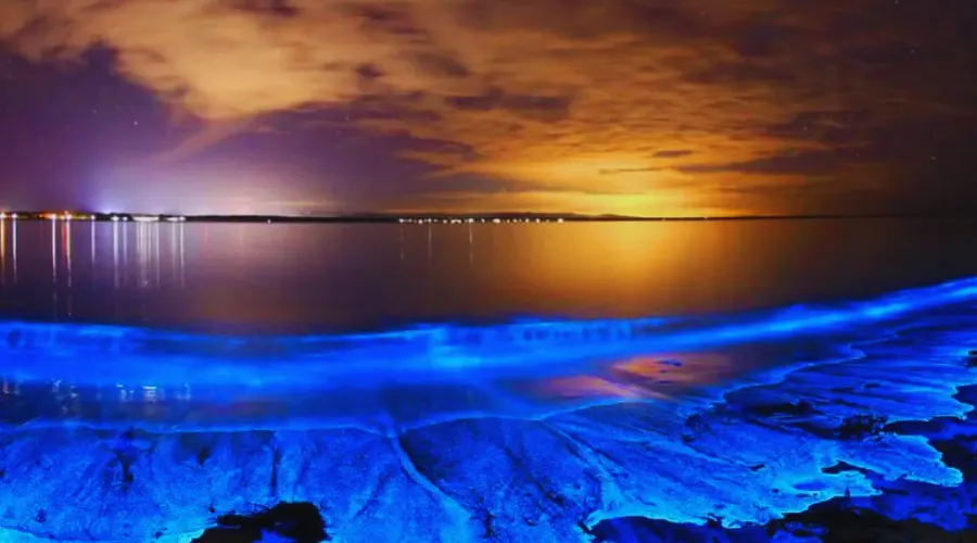 Best Places To See Bioluminescence In The World