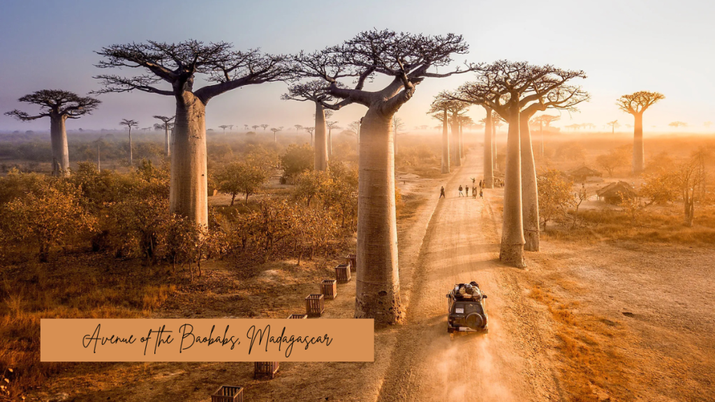 Avenue of the Baobabs, Madagascar