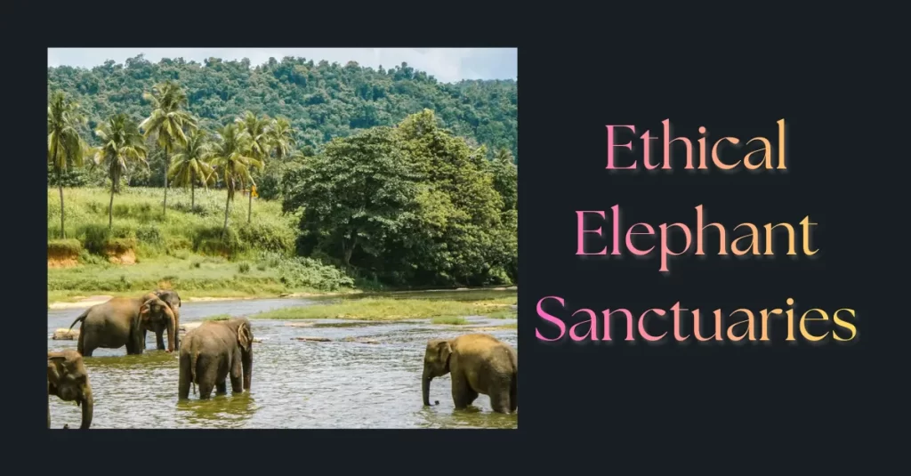 Ethical Elephant Sanctuaries
